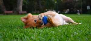 Why Invisible Dog Fencing Is the Most Convenient Way to Keep Your Dogs Safe